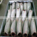 Mackerel(scomber japonicus) HGT