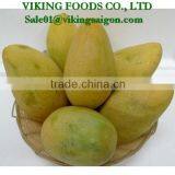 FRESH VIET NAM MANGO HIGHT QUALITY, GOOD PRICE thumbnail-2
