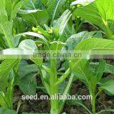 Chinese Green Vegetable Seeds
