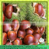 Chinese Chestnut Wholesale thumbnail-1