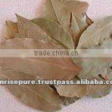 Dry Bay Leaf thumbnail-1