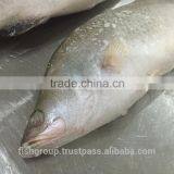 BARRAMUNDI WHOLE ROUND thumbnail-4