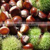 Health Food Organic Fresh Chestnut for Hot Dale--the Best Chinese Chestnuts Species thumbnail-5