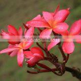 Natural Outdoor Plants Plumeria Rubra Red Flower thumbnail-3