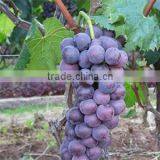 Fruit Tree Seedling thumbnail-5