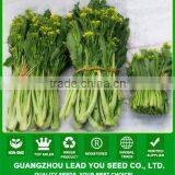 CS08 Zhencheng late maturity choy sum seeds in agriculture