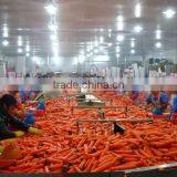 Carrot Washing Peeling Prodcution Line Processing Line thumbnail-1