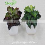 SJLJ013384 Artificial Plant / Fake Plastic Succulent Plant for Office / Restaurant Decoration thumbnail-5