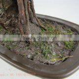 Miniascape,potted Evergreen Landscape,shapped Bonsai thumbnail-5