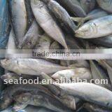 Trachurus Japonicus Frozen Horse Mackerel thumbnail-1