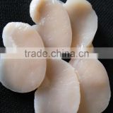 Frozen seafood sea scallop new prodcued for sale