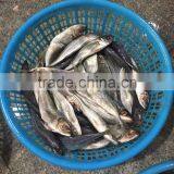 2016 Newly Fresh Frozen Horse Mackerel 5-6pcs/kg thumbnail-1