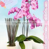 Dried Bamboo Sticks for Nursery thumbnail-1