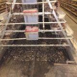 Chicken Cages thumbnail-1