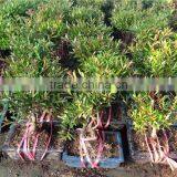 Syzygium Buxifolium Bosnai S Shape thumbnail-2