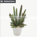 Hot Sale Mini Succulent Plants for Home and Garden Decoration thumbnail-3