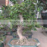 Carmona Microphylla Potted Bonsai thumbnail-1