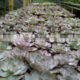 Echeveria Shaviana Pinky Decorative Plants Echeveria, Succulent Plants, Tropical Plants thumbnail-1