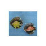 Sell Compressed Towel thumbnail-1