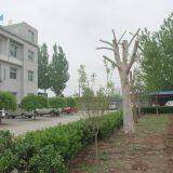 Shjiazhuang HongXing Textile Co.LTD company overview - view 2 thumbnail