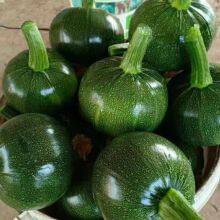 Dark Green Round Shape Hybrid Squash Seeds With Good Package thumbnail-2