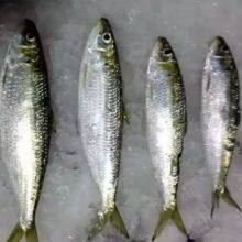 Sardine Fish Export Frozen Sardine Fish Whole Round Frozen Sardine Fish thumbnail-2
