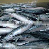WR Atlantic Mackerel thumbnail-4