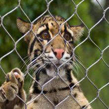 Zoo-specific Ecological Mesh/Tiger Enclosure Mesh/hand-woven Stainless Steel Rope Mesh thumbnail-2