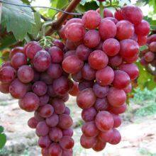 Grape Sorting Machine Grape Processing Separation Machine thumbnail-6