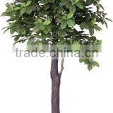 Decorative Artificial Chinese Chestnut Tree