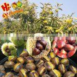 Sweet Fresh Chestnut in Shell Wholesale Chestnut thumbnail-1