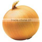 Gold Onion ( Crops 2013) thumbnail-1