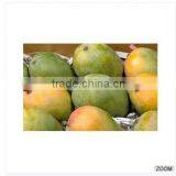 Indian Export Quality Kesar Mangoes ! thumbnail-1