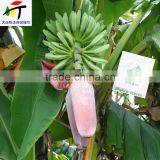 Direct Factory Price the Good Quality Ethylene Ripener for Banana(1) thumbnail-4