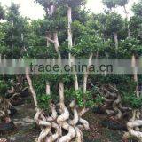 Ficus Microcarpa,multi S Shape