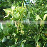 Liquid Fertilizer thumbnail-2