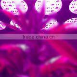 2017 Hot Sales High Efficient 3W LED Diodes 300W 400W 600W Led Grow Light thumbnail-6