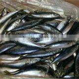 Best Selling of Horse Mackerel Frozen thumbnail-1