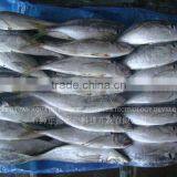 Frozen Horse Mackerel Fish Frozen Food thumbnail-1