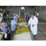 Mango Processing Line thumbnail-2