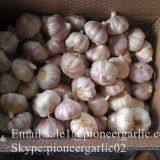 New Crop Fresh Chinese Normal White Garlic (5.0cm, 5.5cm, 6.0cm)Mesh Bag Or Box Packing thumbnail-4