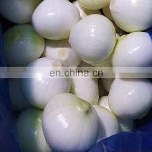 Sinocharm IQF Fresh Vegetable Onion Strips 8-10 mm Suppliers Frozen White Onion thumbnail-2