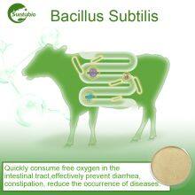 Bacillus Subtilis thumbnail-2