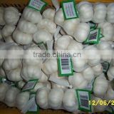 Fresh Export Garlic