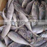 Seafrozen BQF 100-150g Horse Mackerel thumbnail-1