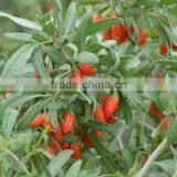 Lycium Barbarum ,himalaye Goji thumbnail-1