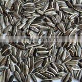 New Crop Chinese Black Sunflower Seeds 601 thumbnail-2