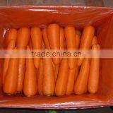 China Fresh Carrot Natural Carrot Manufacturer thumbnail-1