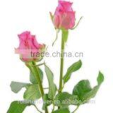Colorful Top Quality Cut Fresh Violet Rose Flower thumbnail-3