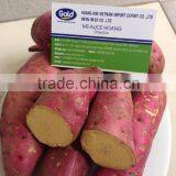 Export Fresh Sweet Potato Bulk thumbnail-1